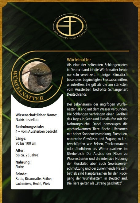Goldbarren Bedrohte Tierarten "Würfelnatter"