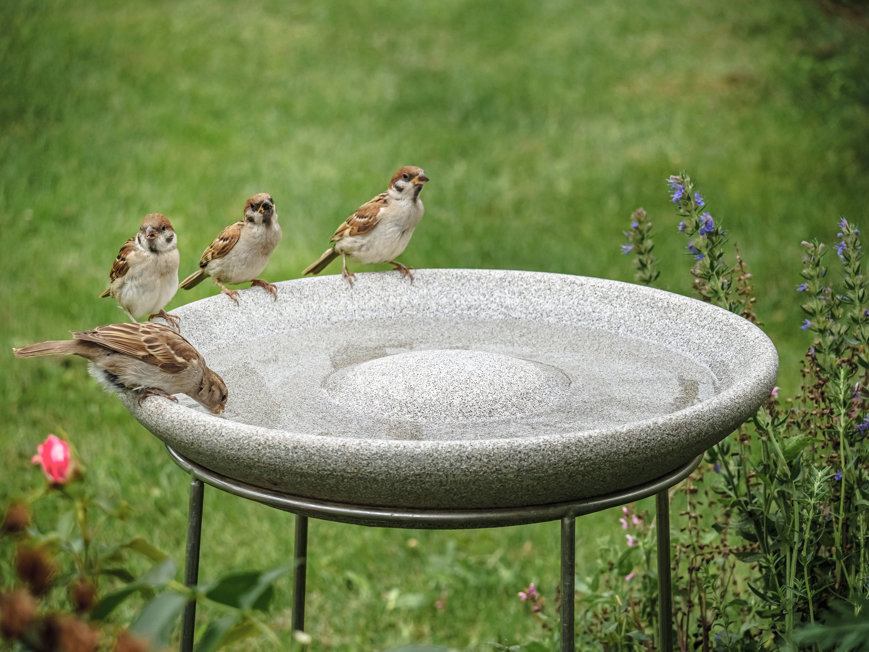 Vogeltränke Granicum mit Ständer (frostfest)