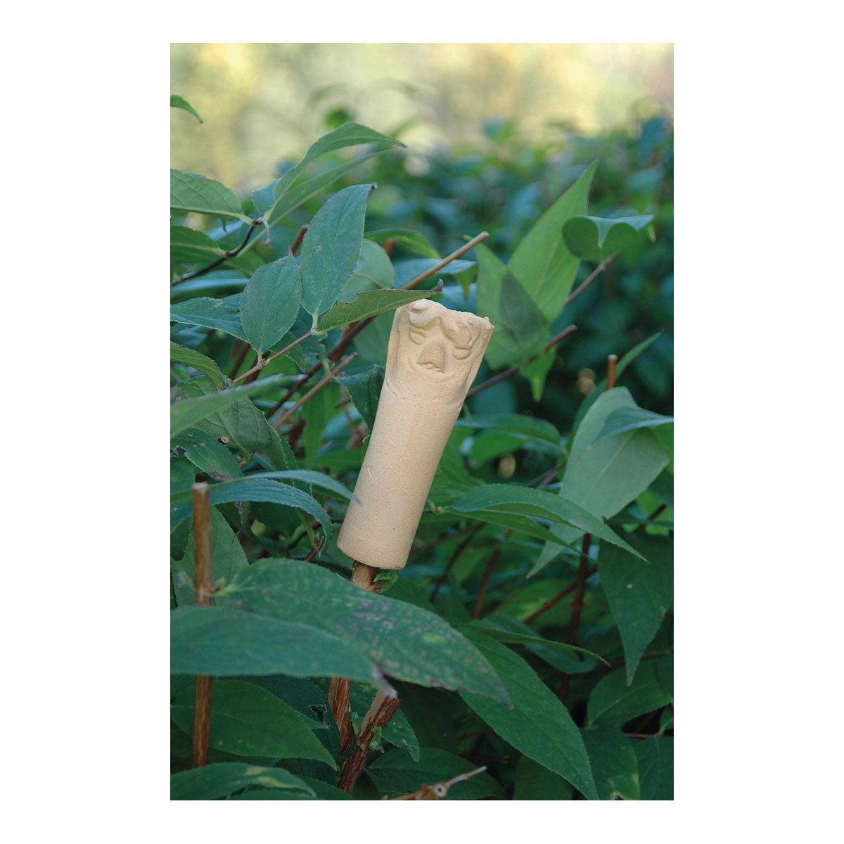 3er-Set Ohrwurmhaus: Insektenhaus und Schädlingsabwehr