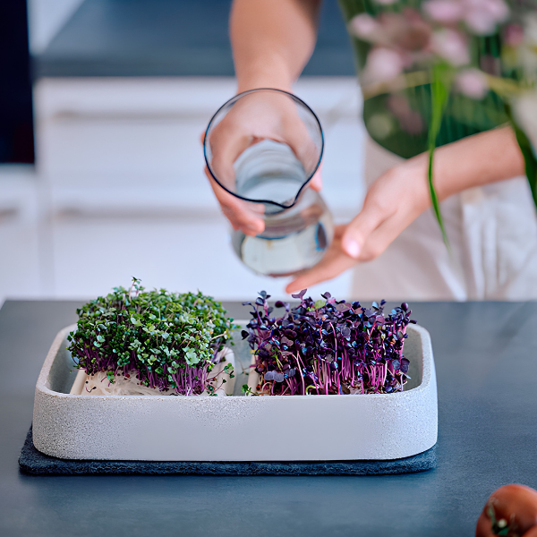 Mikrogarten XL Granicium mit Kräuterschere
