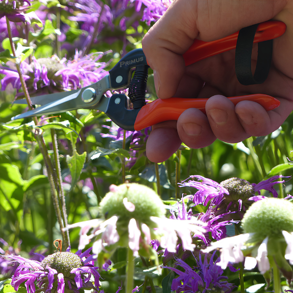 Wunderschere - Garten-Schere