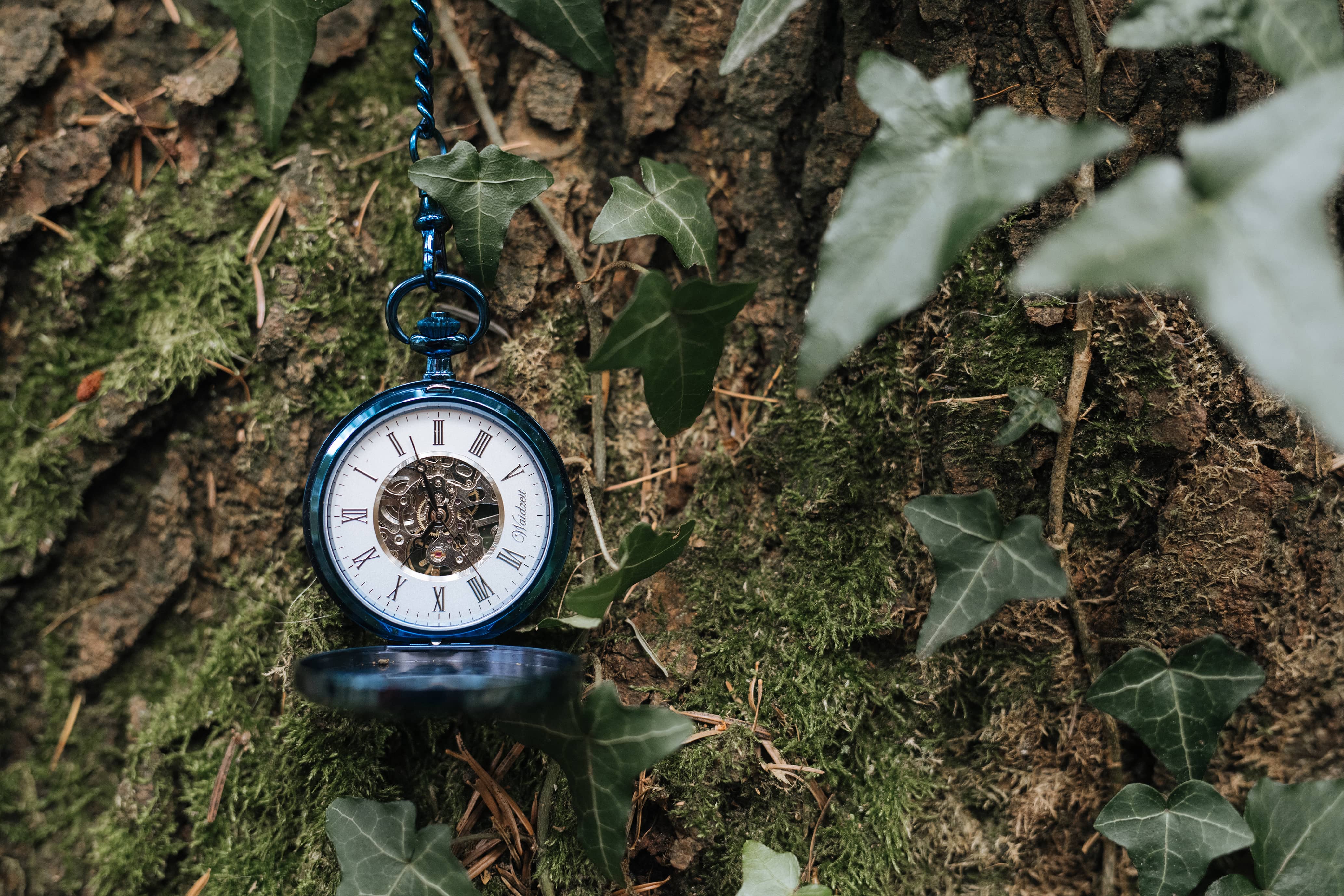 Skeletttaschenuhr Wurzelholz (blau)