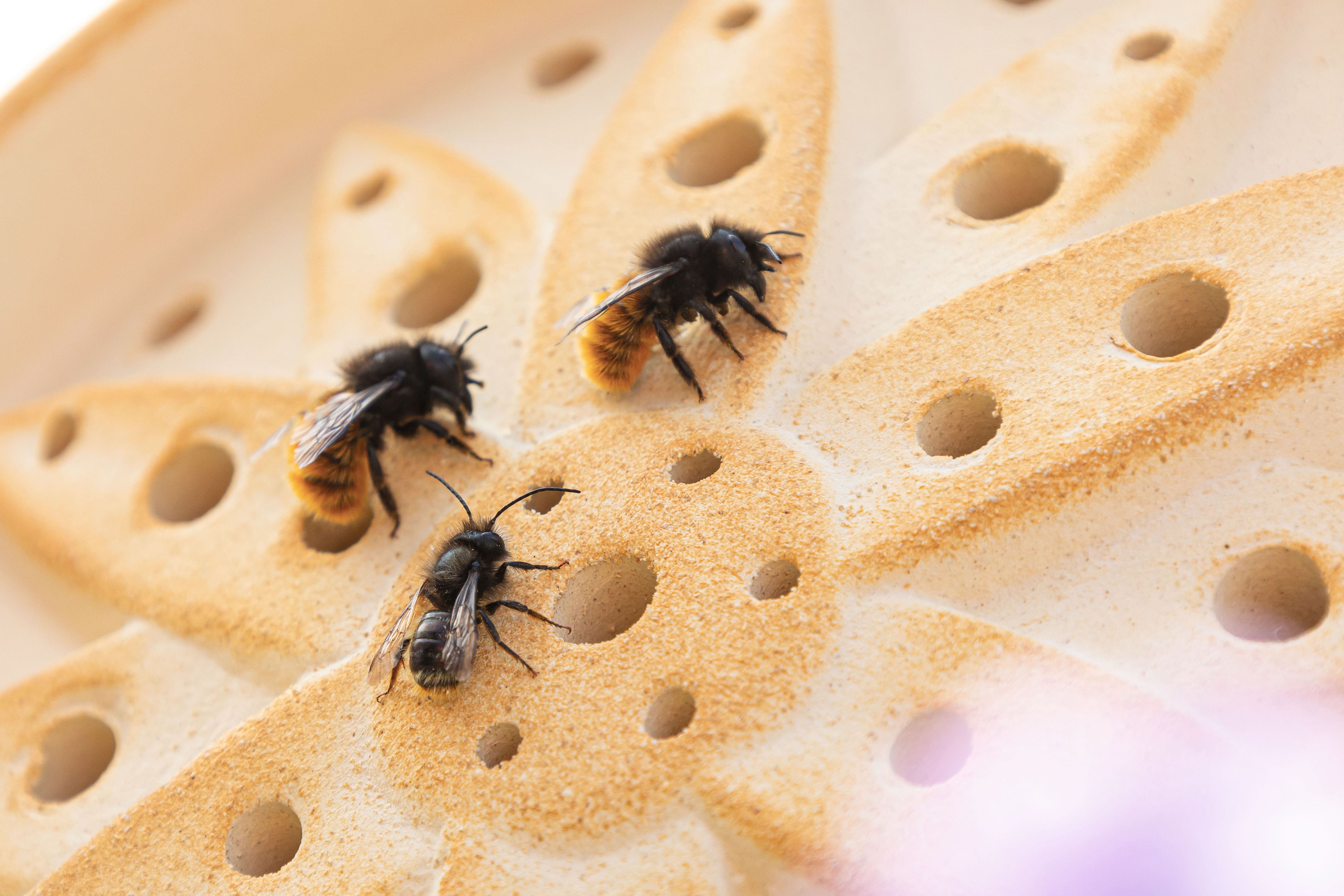 Wildbienenhaus Blume aus CeraNatur®-Keramik (Artgerechte Nisthilfe für bedrohte Bestäuber)