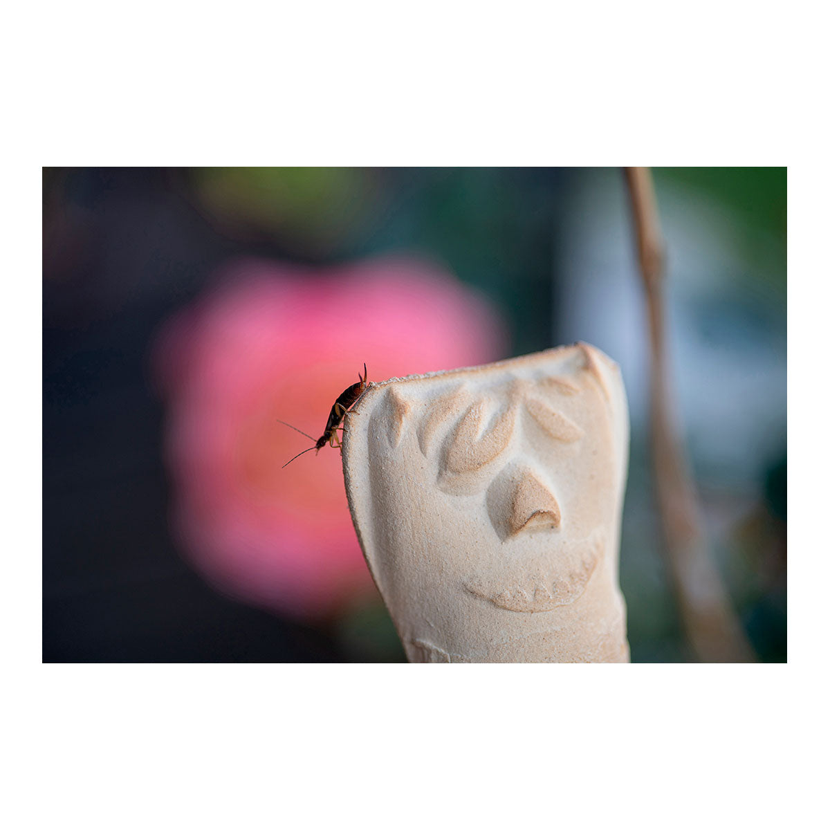 3er-Set Ohrwurmhaus: Insektenhaus und Schädlingsabwehr