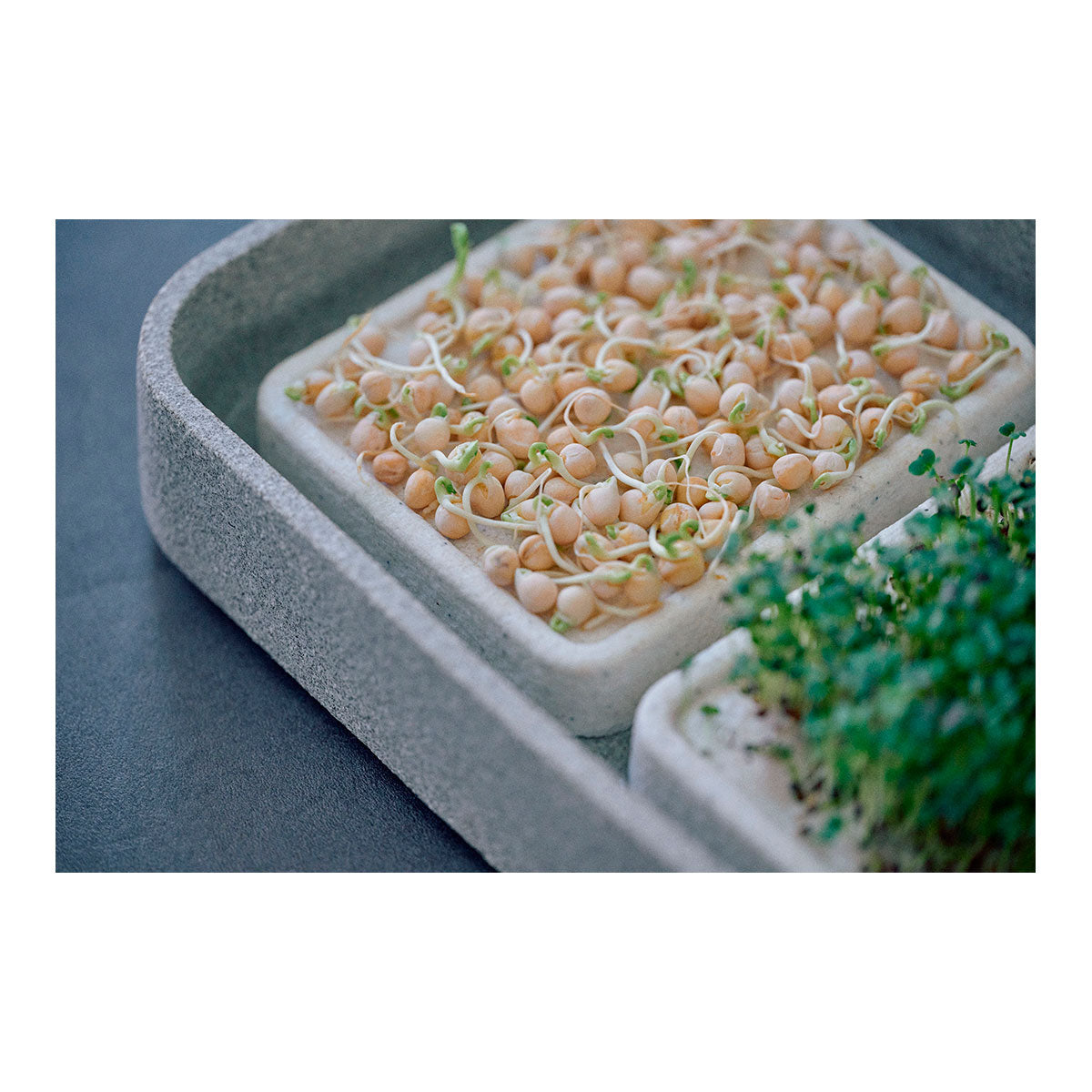 Mikrogarten XL Granicium mit Kräuterschere