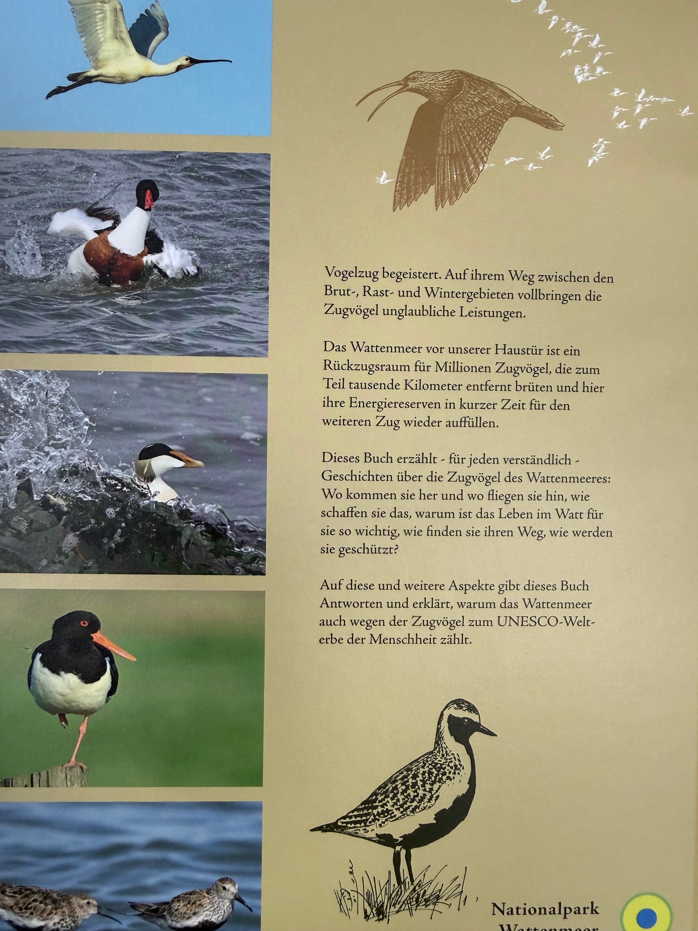 Zugvögel im Wattenmeer